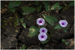 Ipomoea aquatica